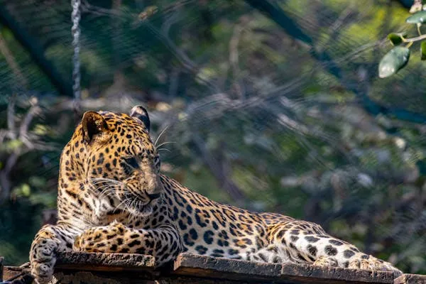 Leopard Resting with Crossed Paws Near Dense Leafy Forest