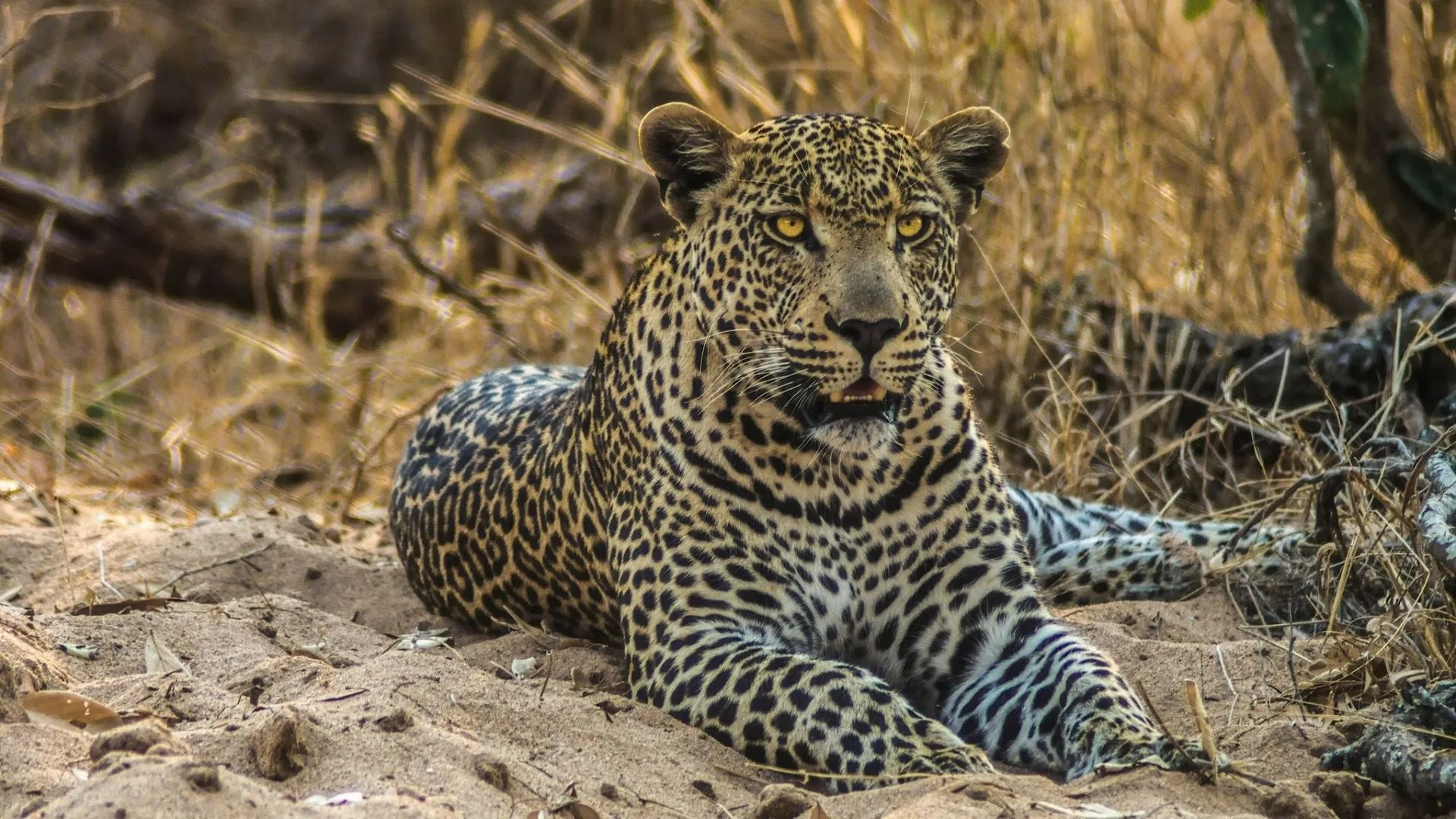Leopard Resting on the Dry Grass Wildlife HD Wallpaper