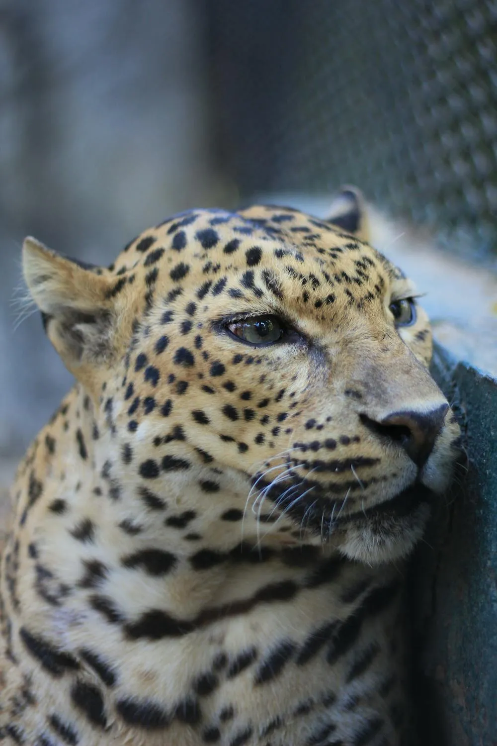 Leopard Resting with Eyes Closed on Rock in Soft Sunlight