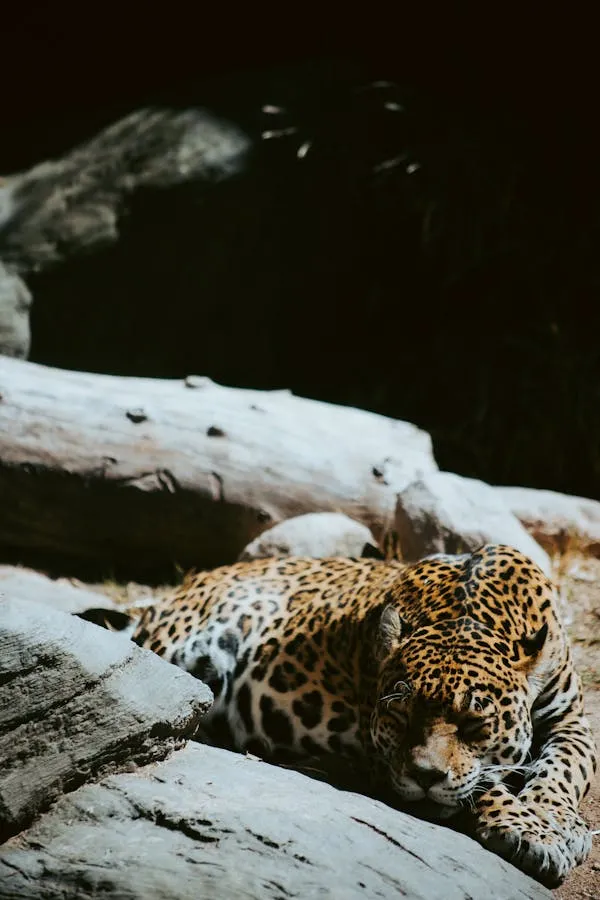 Leopard Resting on Fallen Trunk Deep Inside the Forest