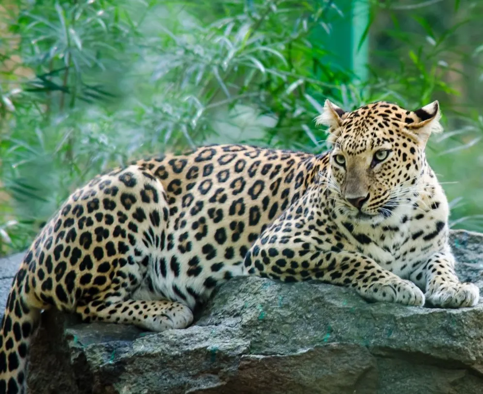 Leopard Resting with Green Forest in View Wildlife Wallpaper