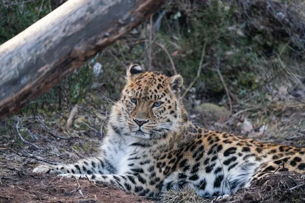 Leopard Resting Near Tree Trunk in Forest Enclosure