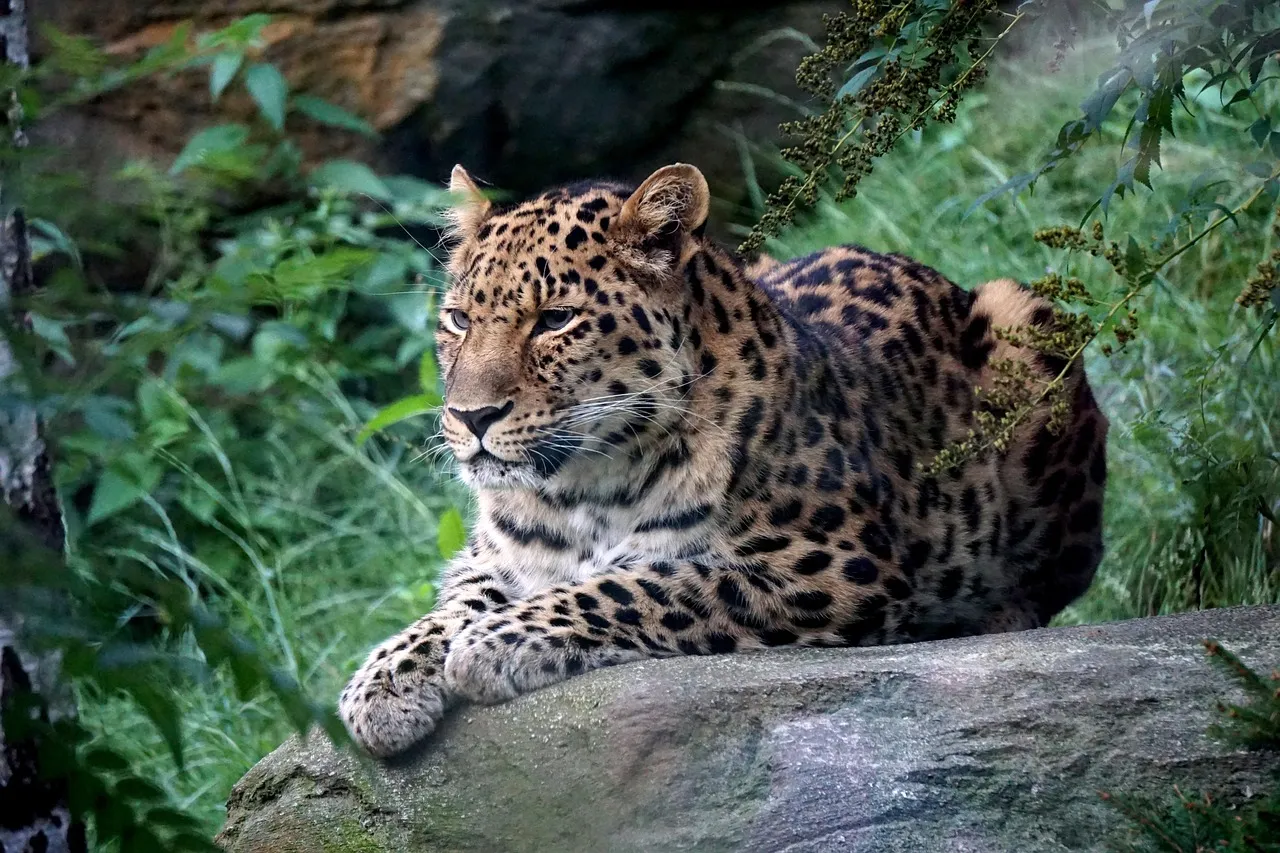 Leopard Resting Peacefully in Forest Rare Moment