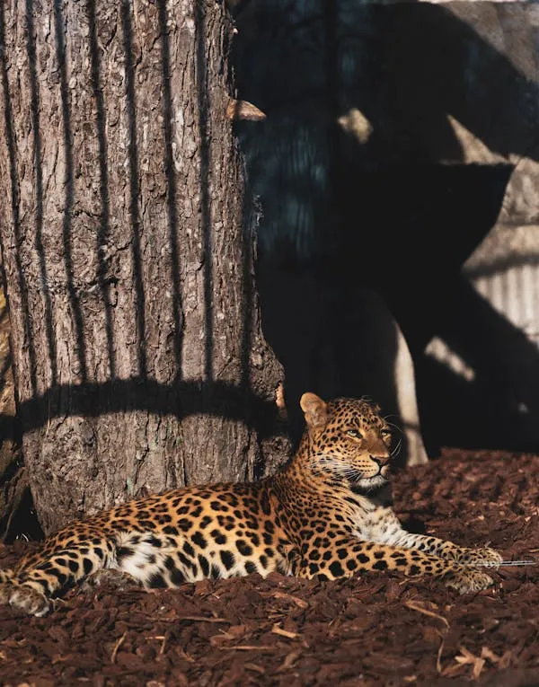 Leopard Resting Peacefully Inside Shaded Zoo Enclosure