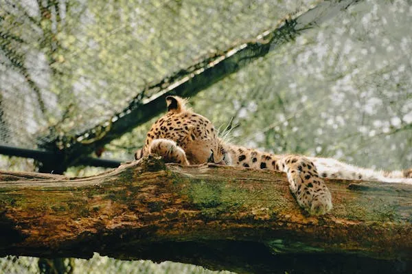 Leopard Resting Peacefully on Large Fallen Tree Branch