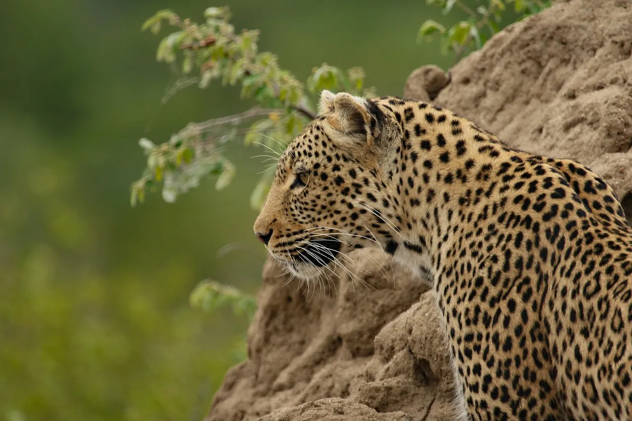 Leopard Resting Peacefully on Rock Ledge HD Wallpaper