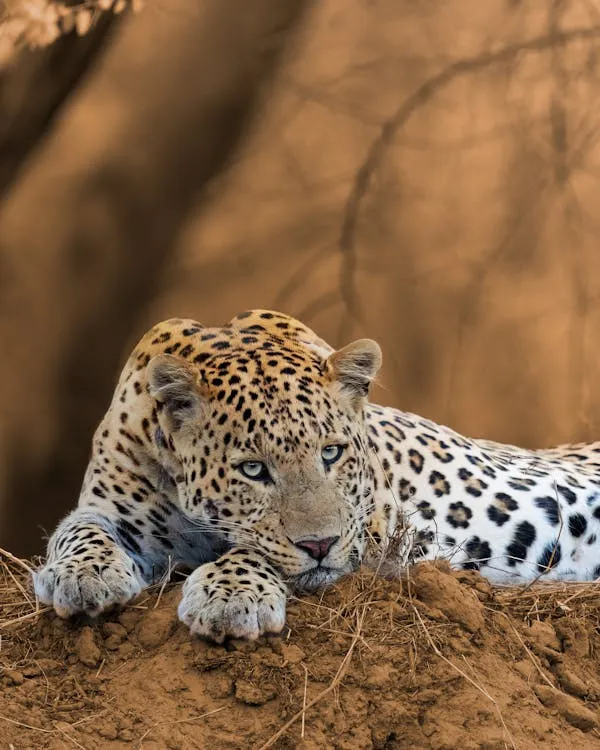 Leopard Resting Peacefully on Rock Under Free Wallpaper