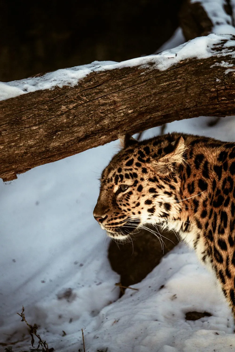 Leopard Resting Peacefully in Snowy Woods Free Wallpaper