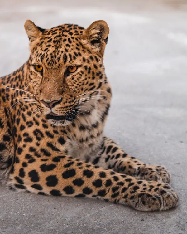 Leopard Resting Peacefully and Watching Intensely Wallpaper