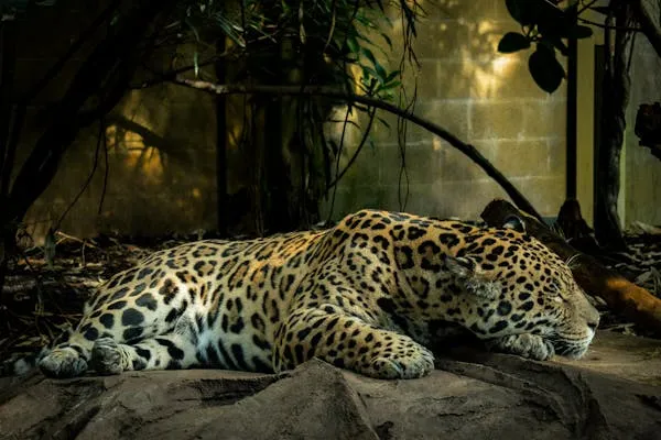 Leopard Resting Quietly on the Shaded Forest Floor Wallpaper