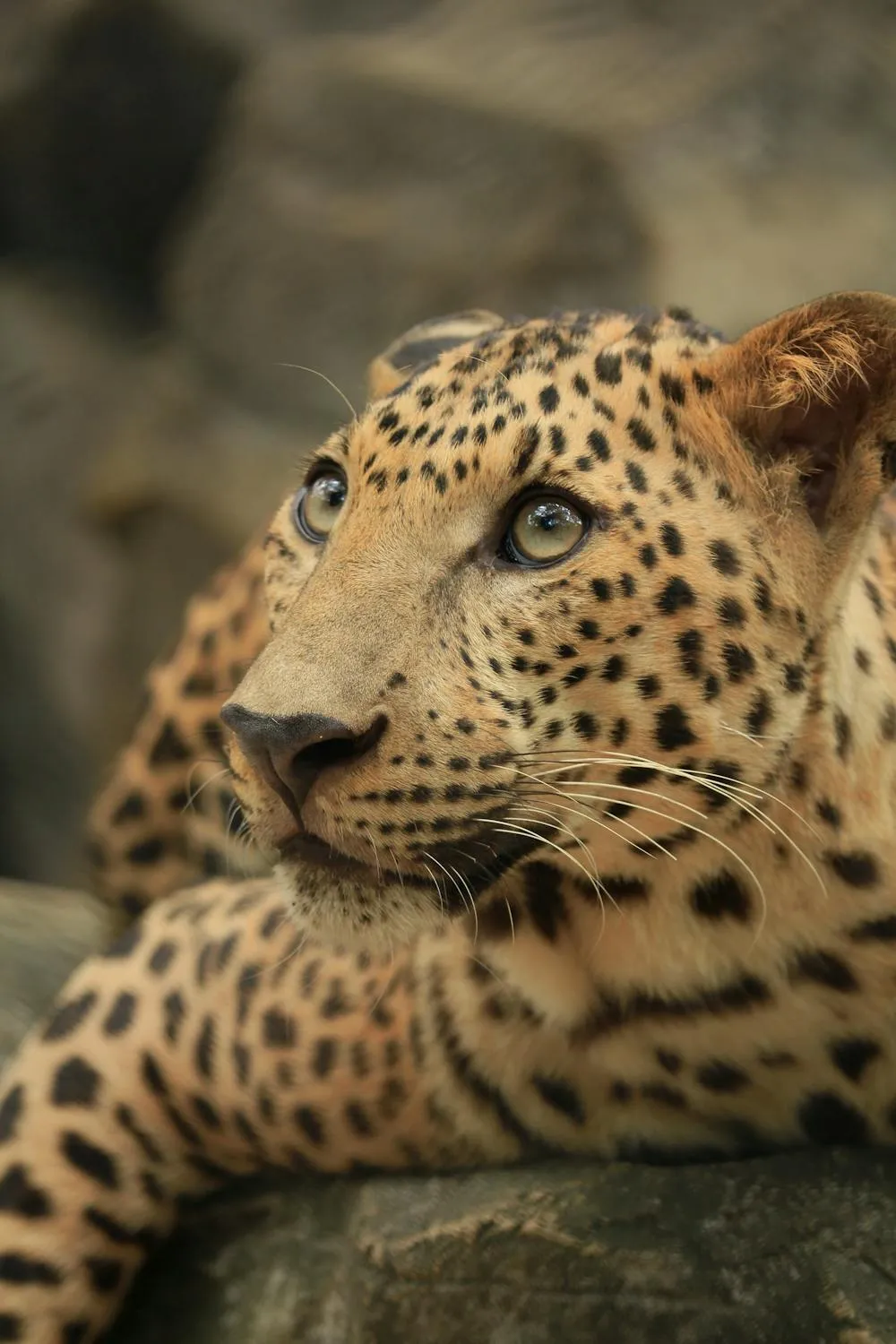 Leopard Resting on Rocks and Staring Into Distance Wallpaper