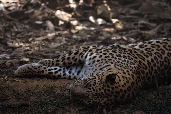 Leopard Resting Silently in Shadows Under Thick Trees