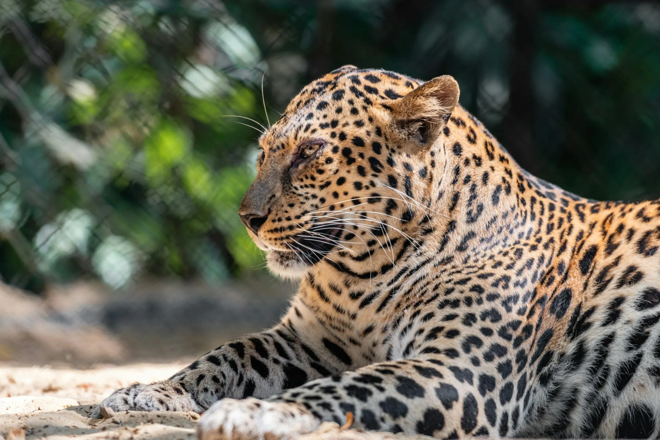 Leopard Resting in Sunlight with Natural Habitat Wallpaper