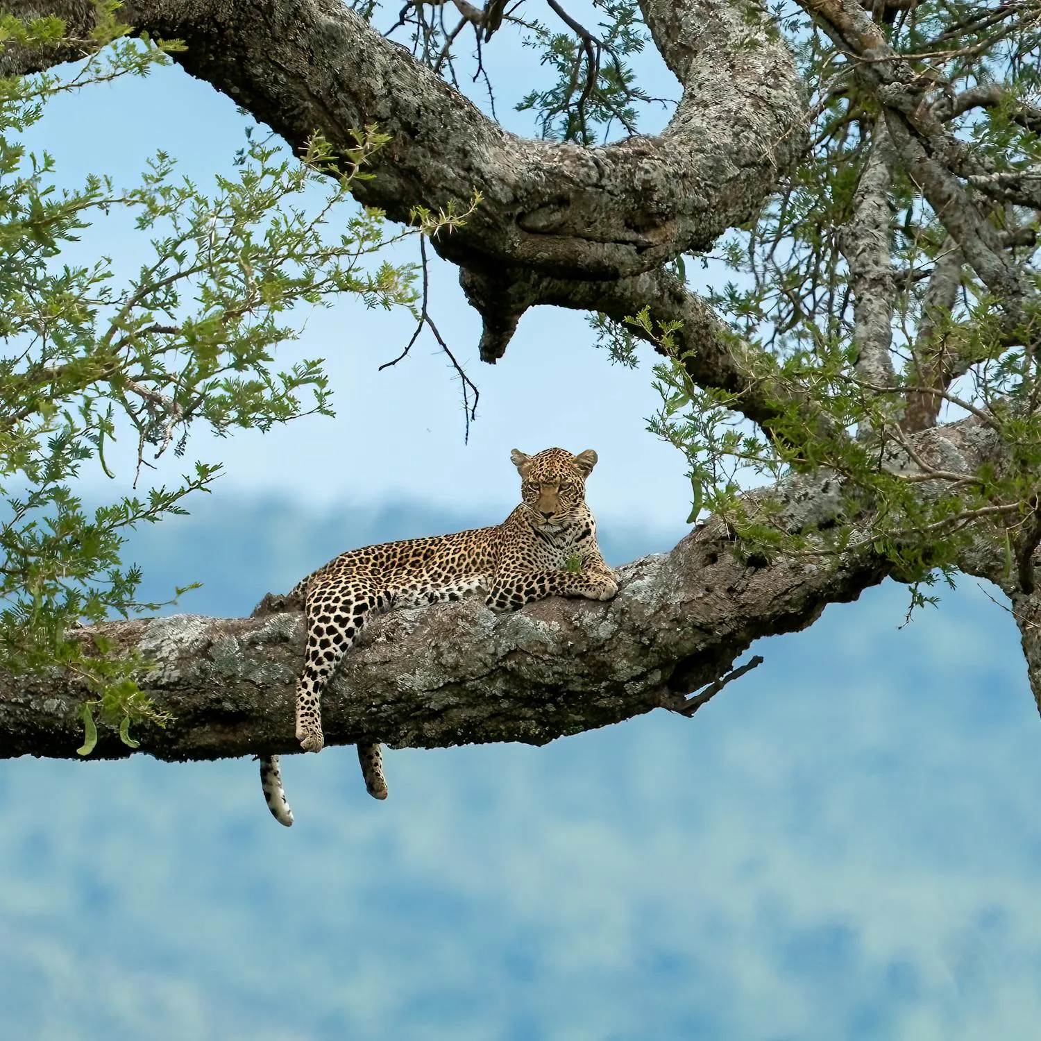 Leopard Resting on the Top of the Tree Branch HD Wallpaper