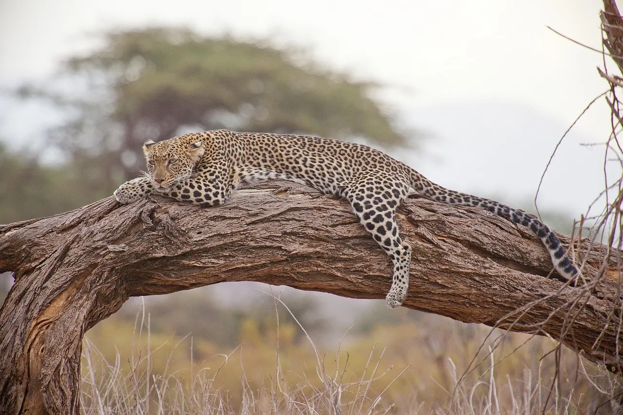 Leopard Resting on Tree Branch Wildlife Photography Picture