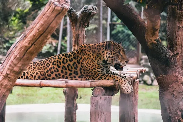 Leopard Resting on Wood Logs in Zoo Wild Animal Wallpaper