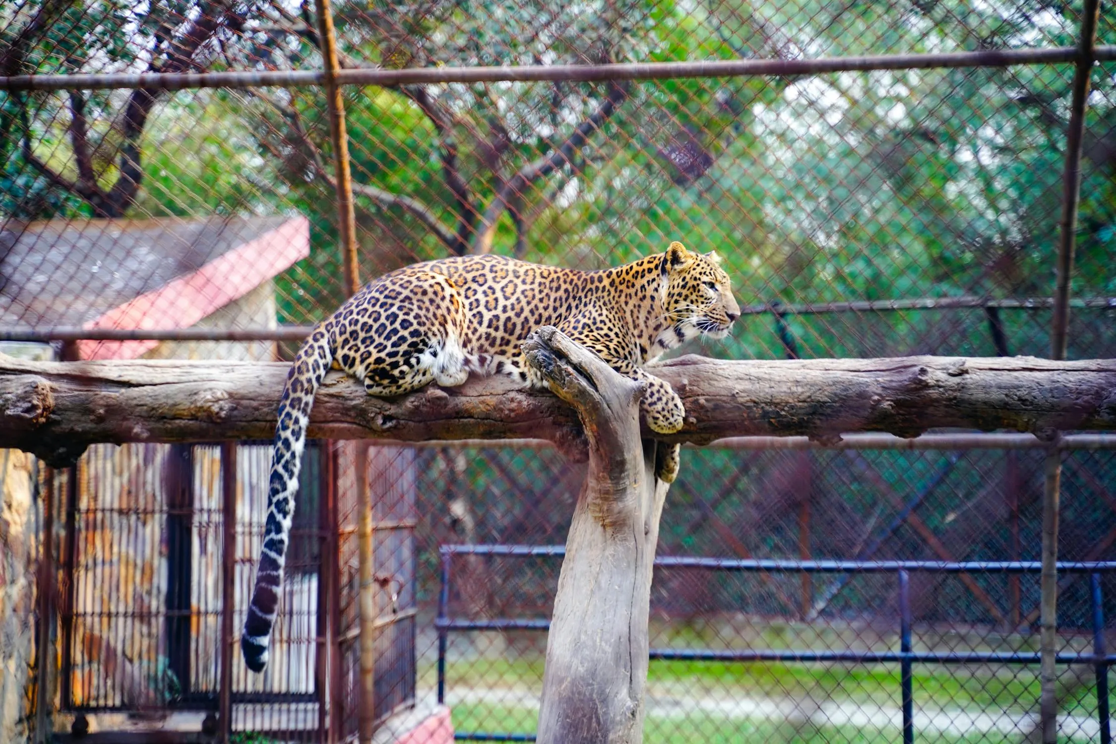 Leopard Resting on Wood in the Zoo Landscape Wallpaper