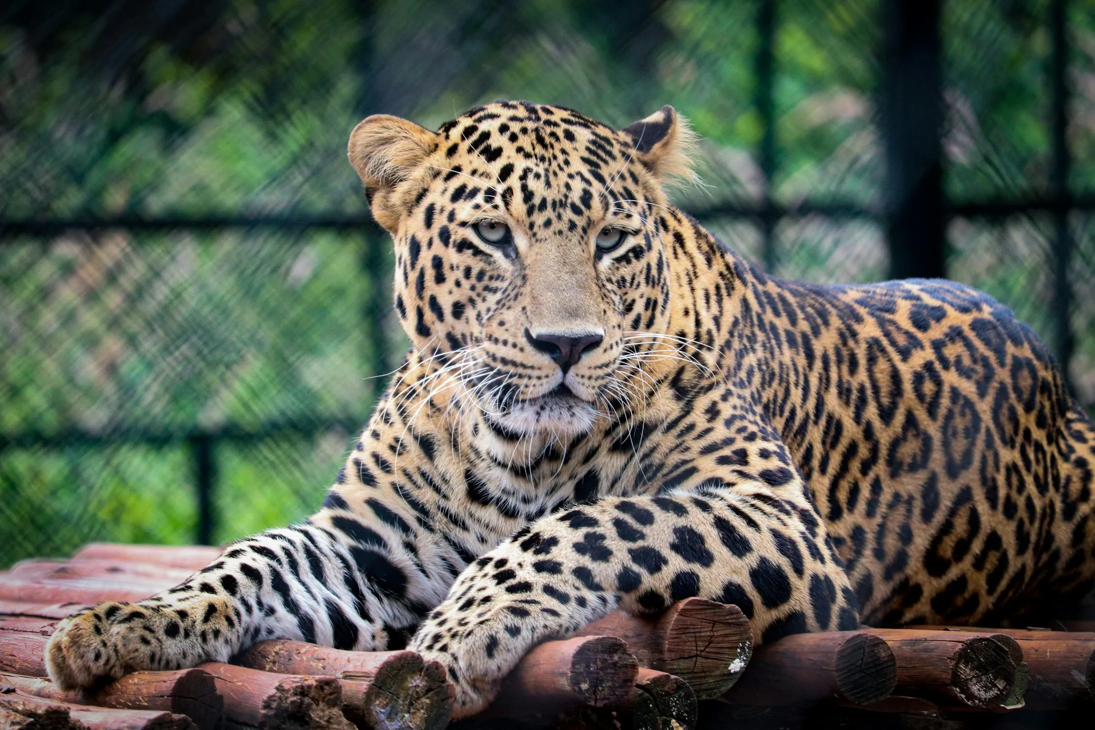 Leopard Resting on the Wood Wildlife Photography Wallpaper