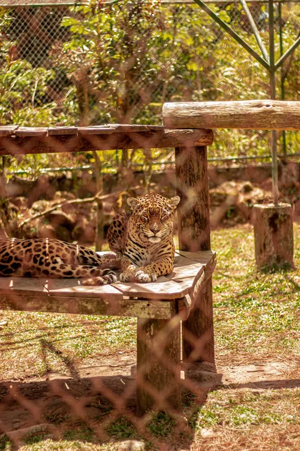 Leopard Resting on Wooden Structure Surrounded in Zoo
