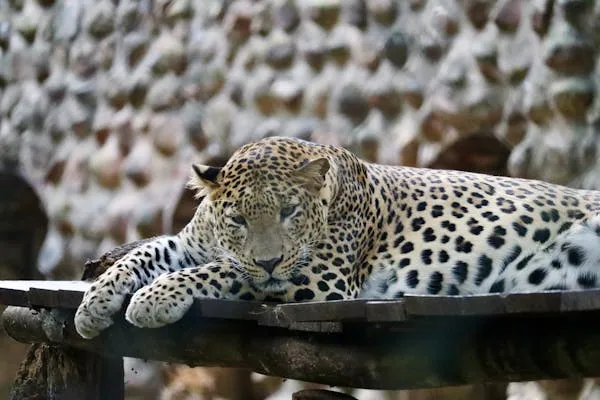 Leopard Resting on Wooden Surface in Zoo Free Wallpaper