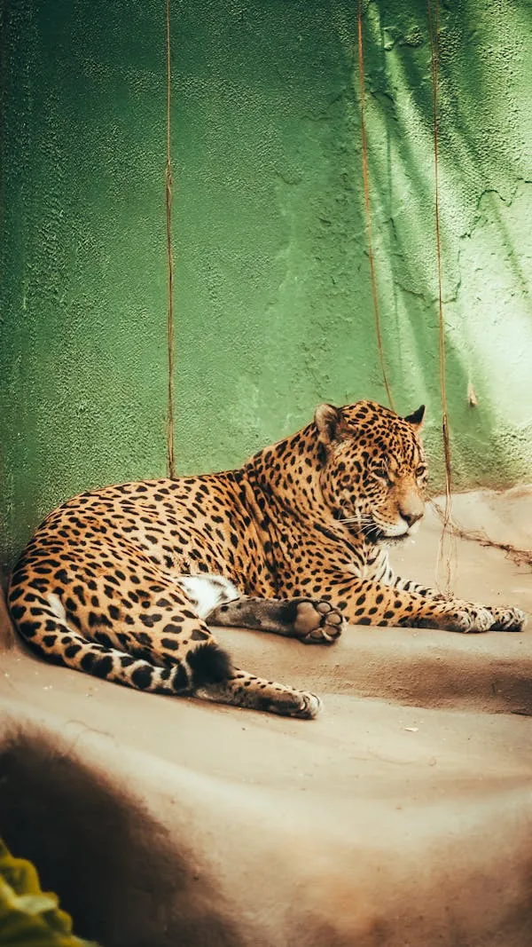 Leopard Resting in Zoo Free HD Portrait Wallpaper