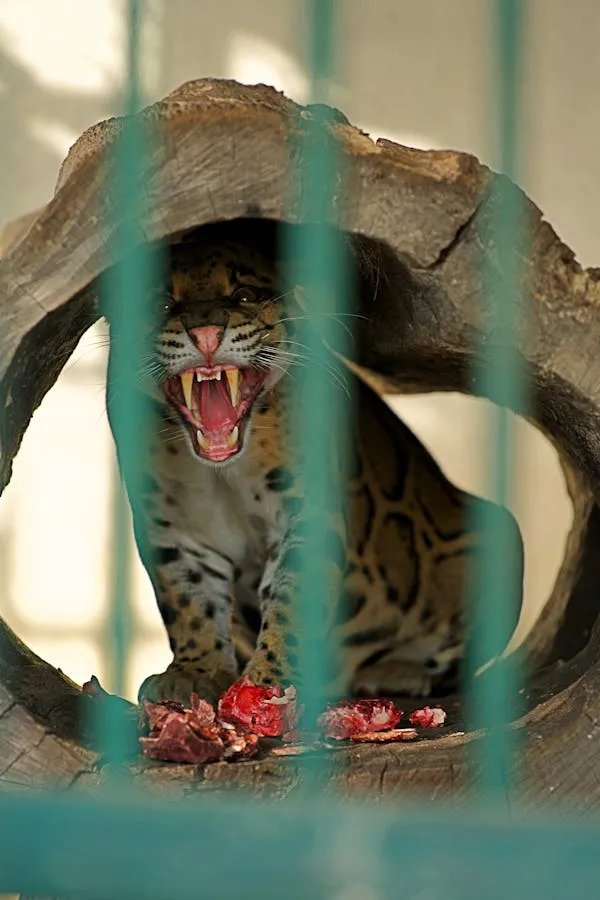 Leopard Roaring Fiercely from Inside Metal Enclosure