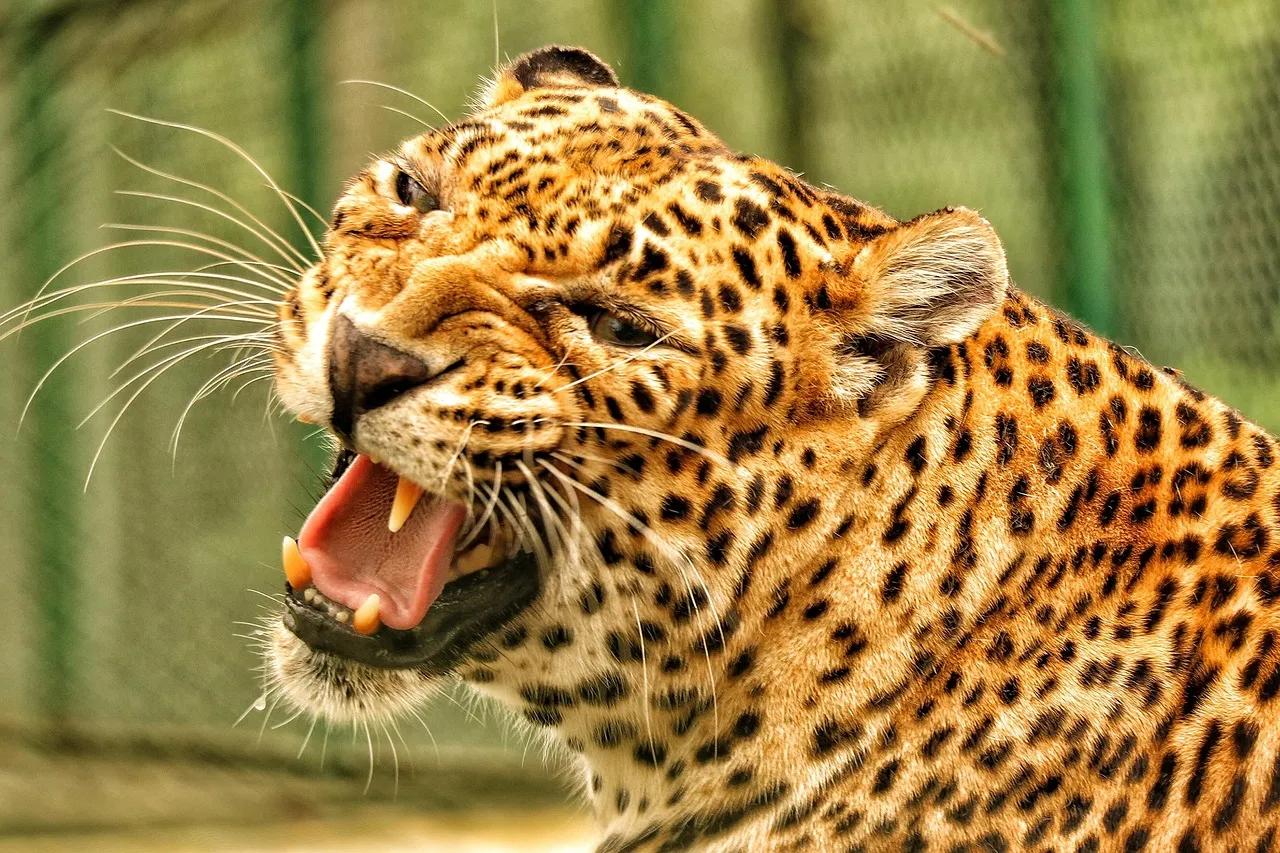 Leopard Roaring and Showing its Teeth Wildlife Wallpaper