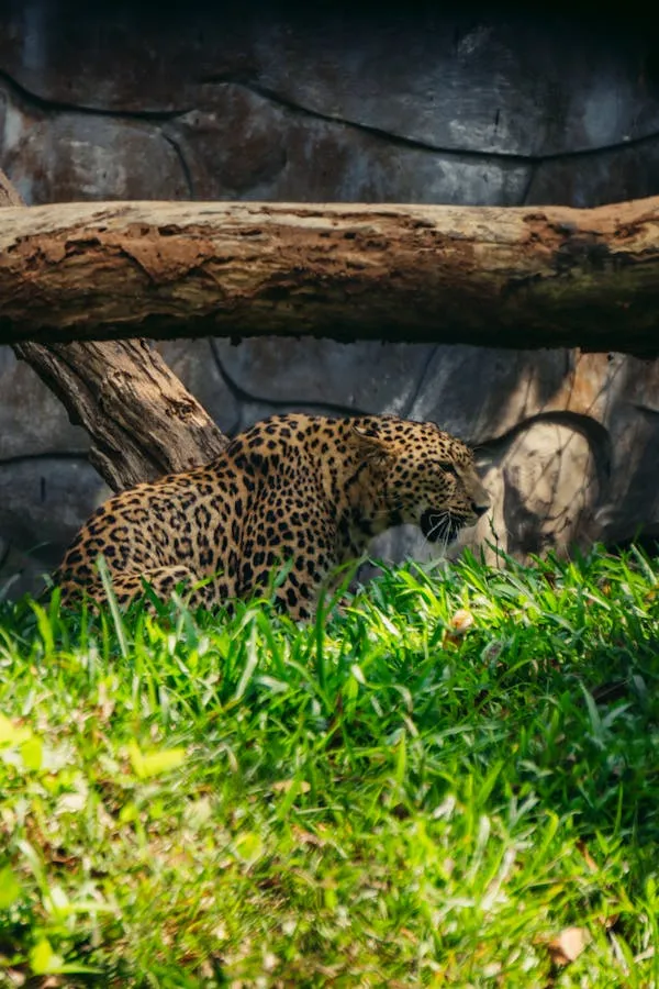 Leopard Roaring Under the Wood in Zoo Natural Habitat