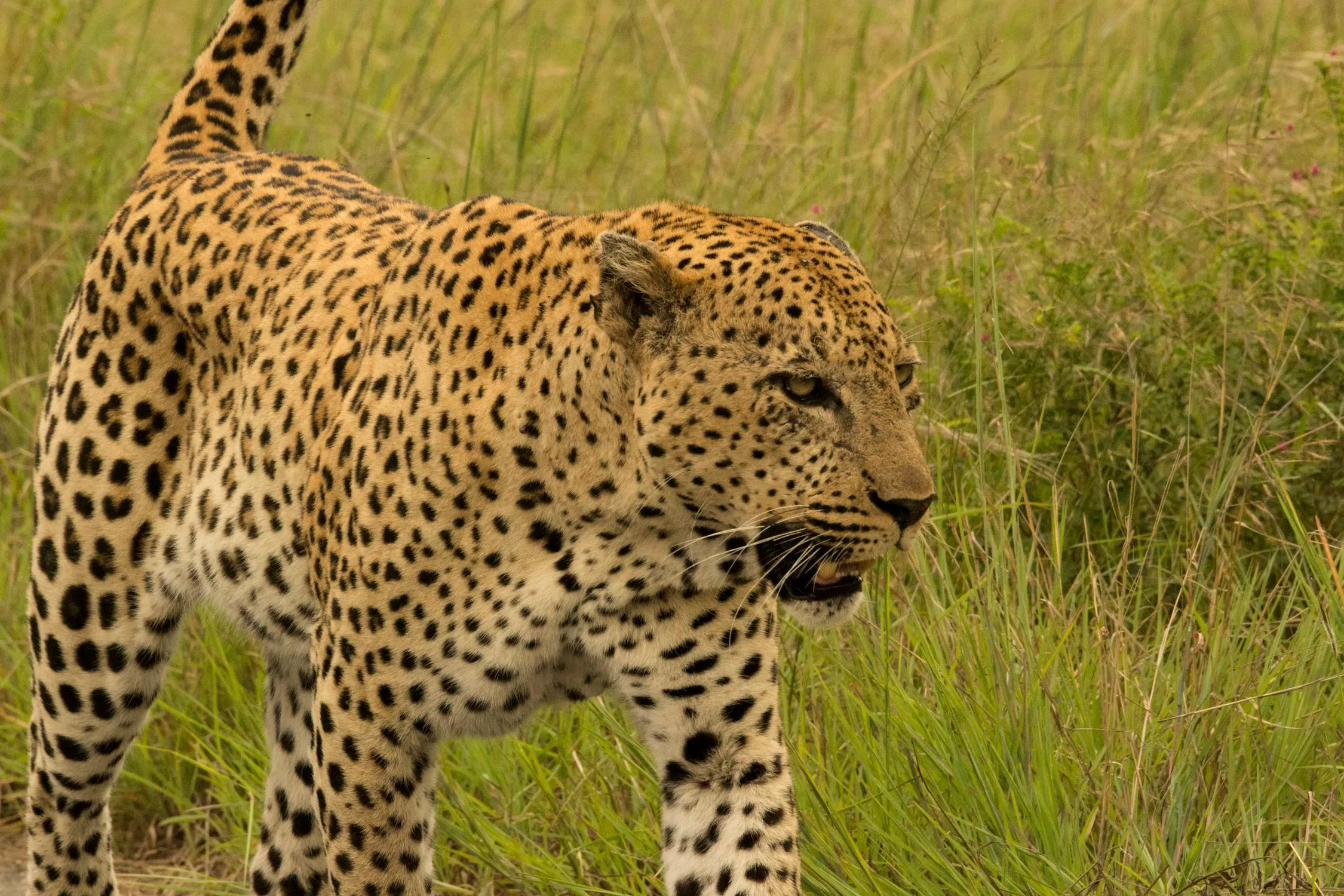 Leopard Roars with an Angry Look Nature Habitat Wallpaper
