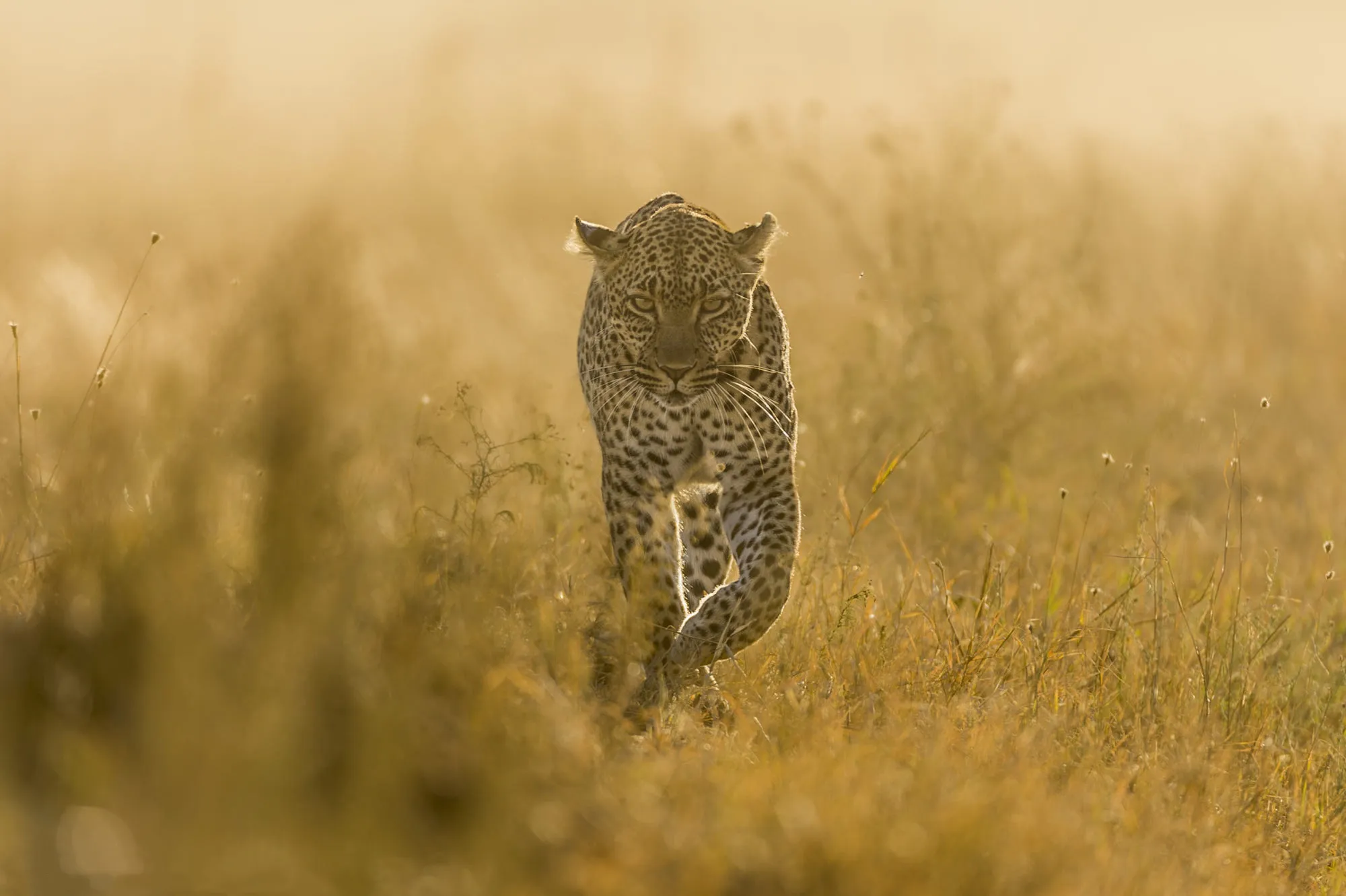 Leopard Running in the Tall Grass Straight View Wallpaper