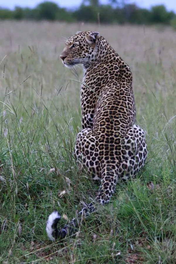 Leopard Scanning the Open Field While Standing in Tall Grass