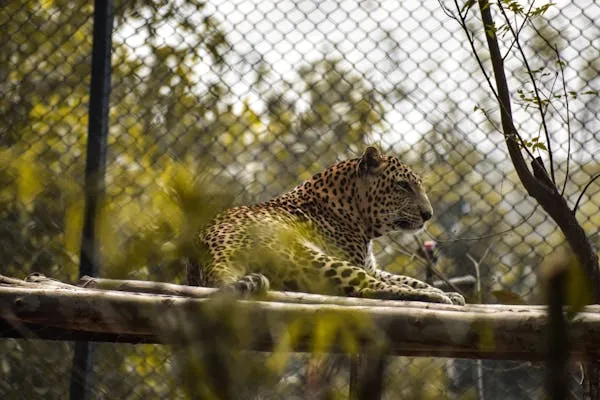 Leopard Seen Resting Behind Wire Fence in Natural Enclosure