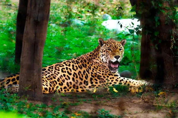 Leopard Sitting Alone in Green Leafy Forest Free Wallpaper