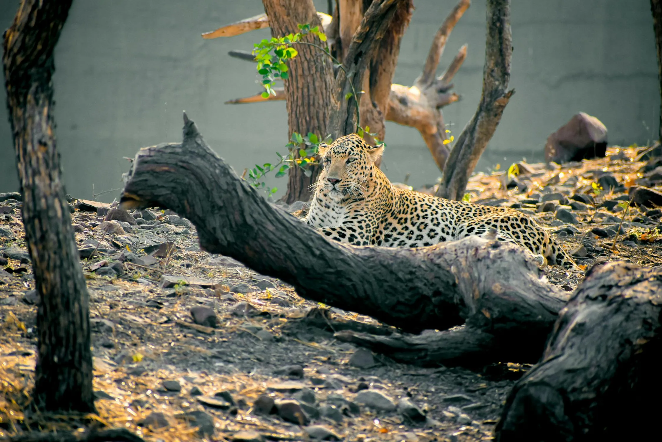 Leopard Sitting Alone in the Jungle HD Free Wallpaper