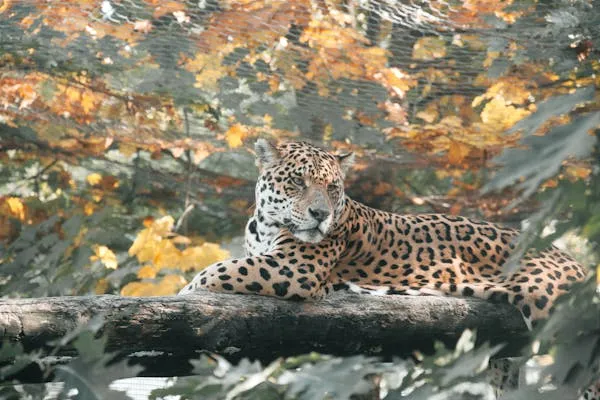 Leopard Sitting in the Autumn Tree in Zoo Wallpaper