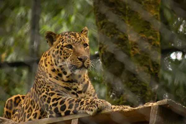Leopard Sitting in the Cage in Zoo Wildlife Wallpaper