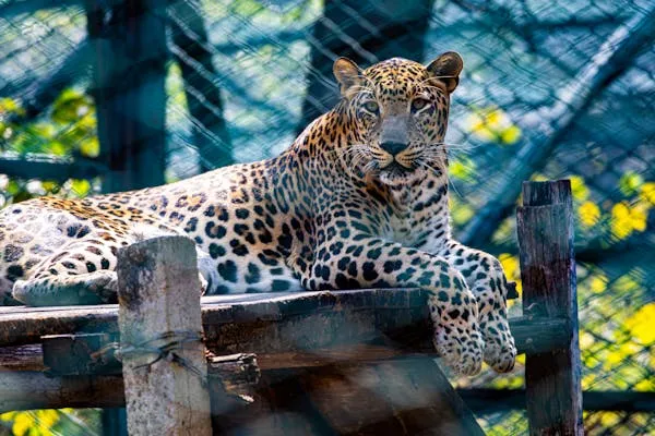 Leopard Sitting Calmly on Wood Under Blue Enclosure Net