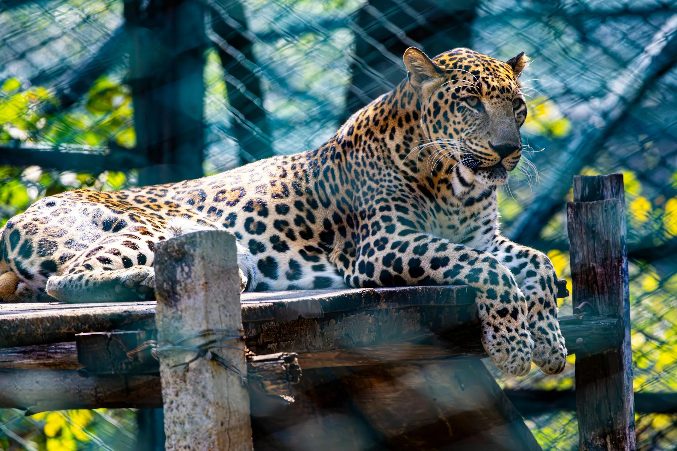 Leopard Sitting Casually in Zoo Free Desktop Wallpaper