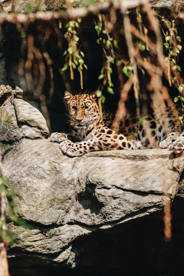 Leopard Sitting Confidently on Rocky Ledge Free Wallpaper