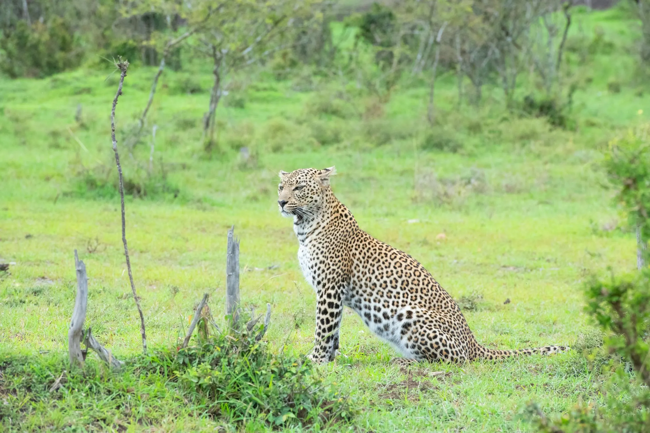 Leopard Sitting in the Grass and Enjoying the Climate Image