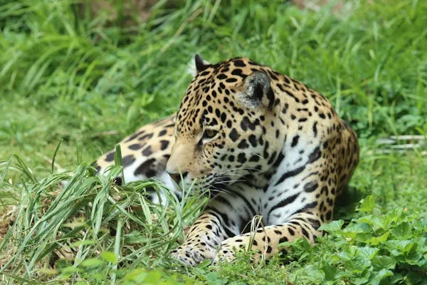 Leopard Sitting on Grass and Looking Intensely HD Wallpaper
