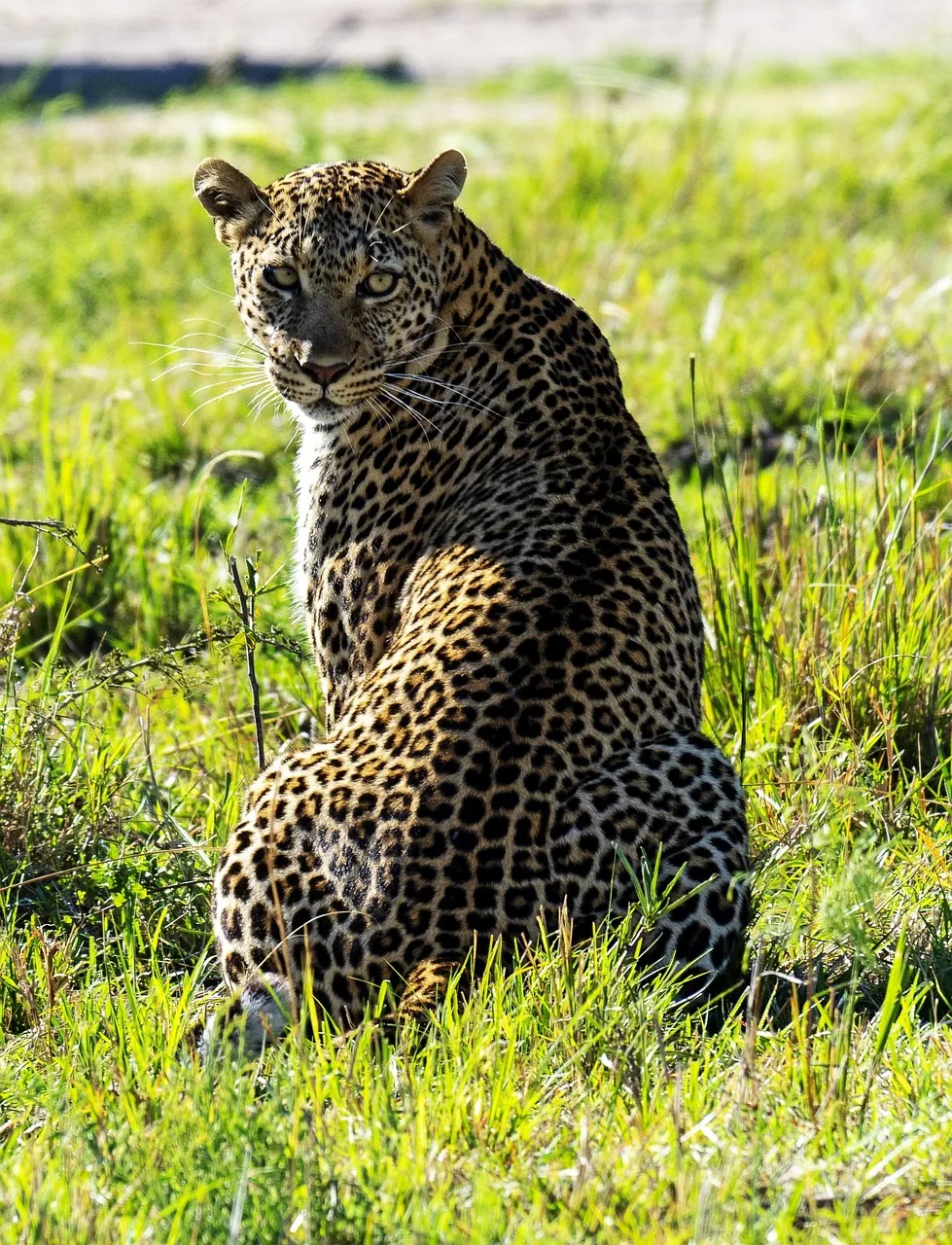 Leopard Sitting in Green Grass and Looking Back Wallpaper