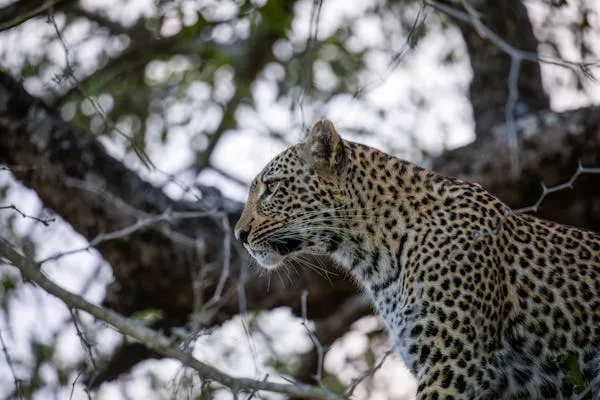 Leopard Sitting on Large Tree Branch in Dense Forest