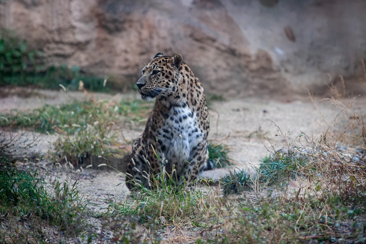 Leopard Sitting in Natural Habitat Wildlife Photography
