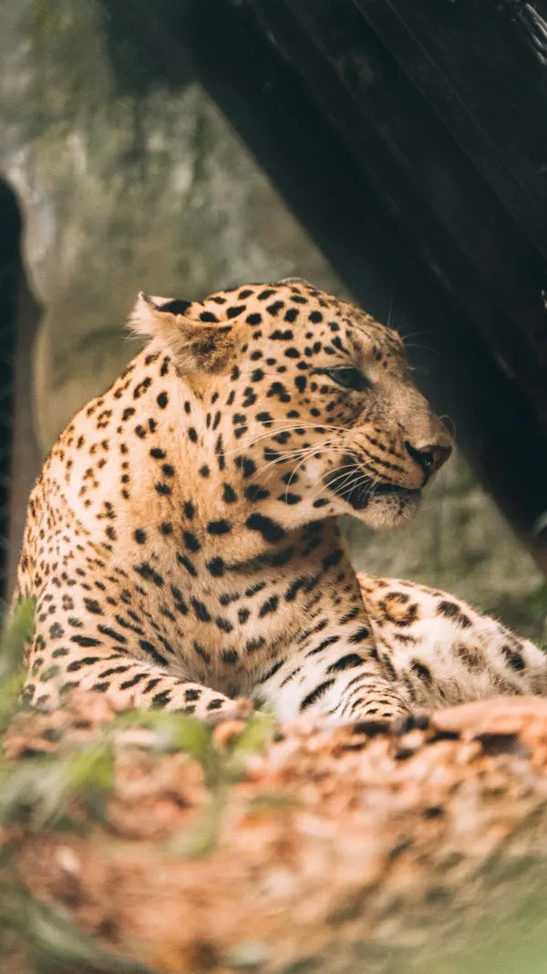 Leopard Sitting Near Rocks Looking Side in Warm Sunlight