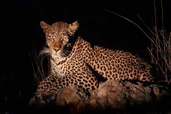 Leopard Sitting at Night with Glowing Yellow Eyes Wallpaper