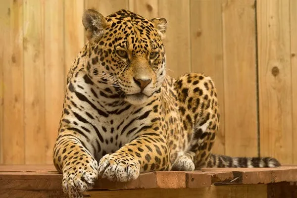 Leopard Sitting Relaxed on Wooden Floor Inside the Zoo Image