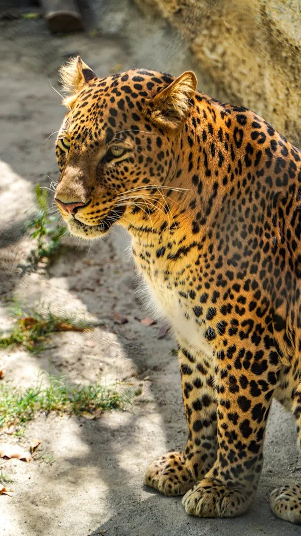 Leopard Sitting on Rocky Path in the Wild Free Wallpaper