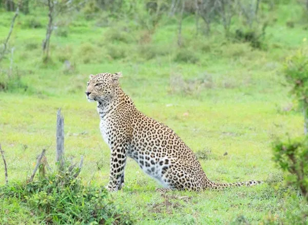 Leopard Sitting Tall in Green Field Under Soft Daylight