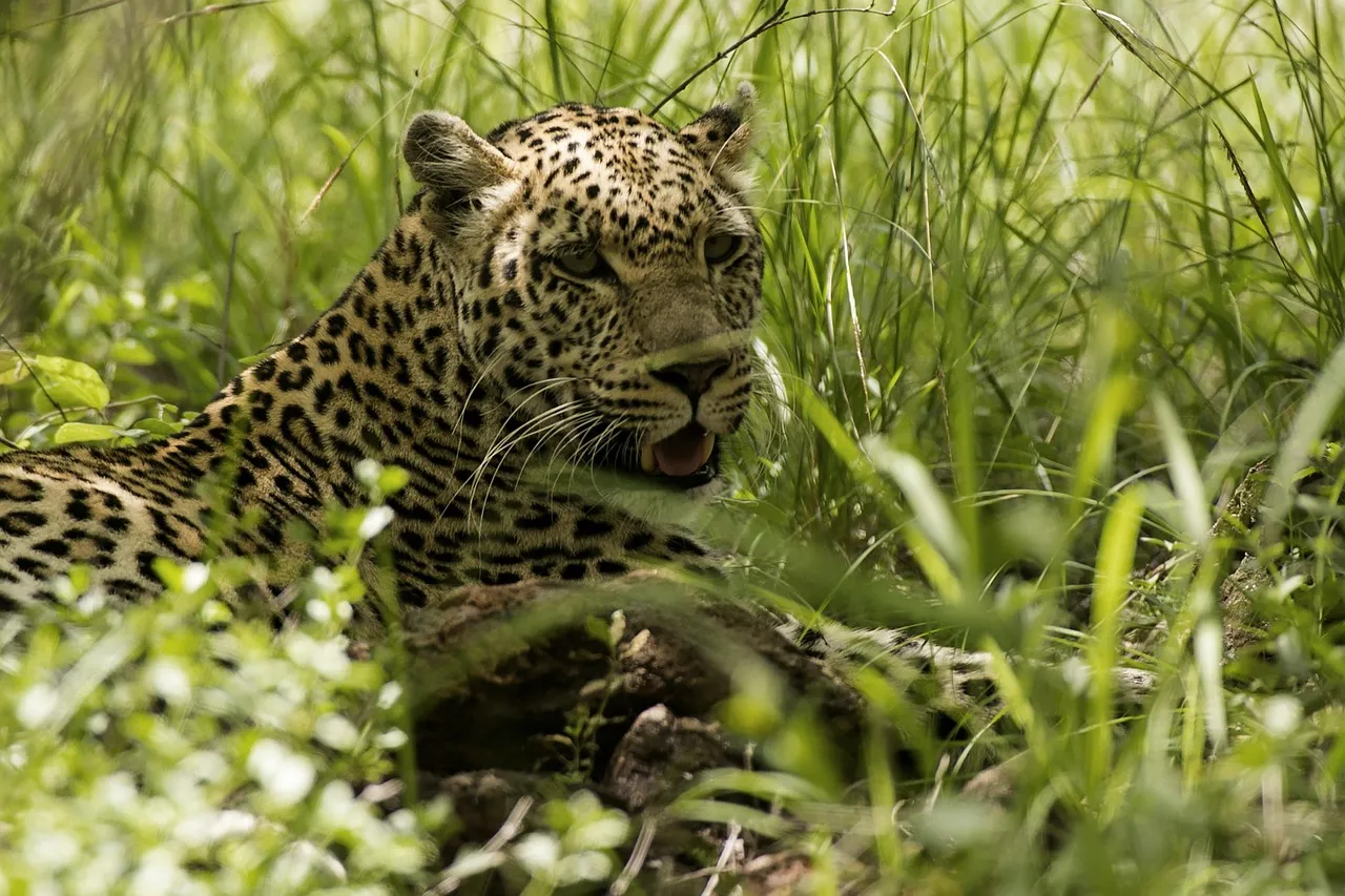 Leopard Sitting in Tall Green Grass the Jungle Predator